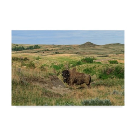 Galloimages Online 'Bison In North Dakota Landscape' Canvas Art,30x47